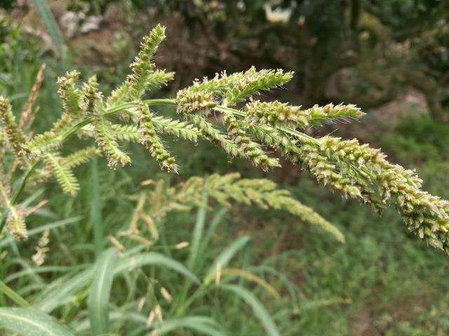 Echinochloa crus-galli / Giavone comune